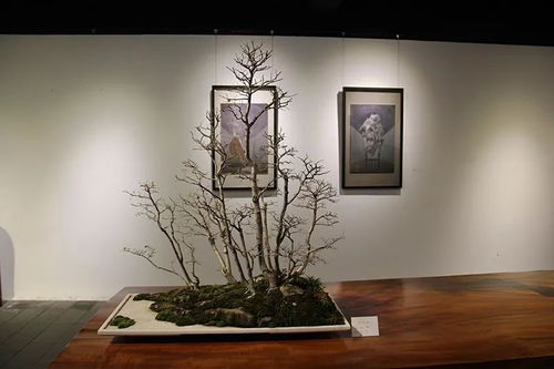 剪刀·石頭·布 盆景、賞石與水墨小品陳設展現場剪影